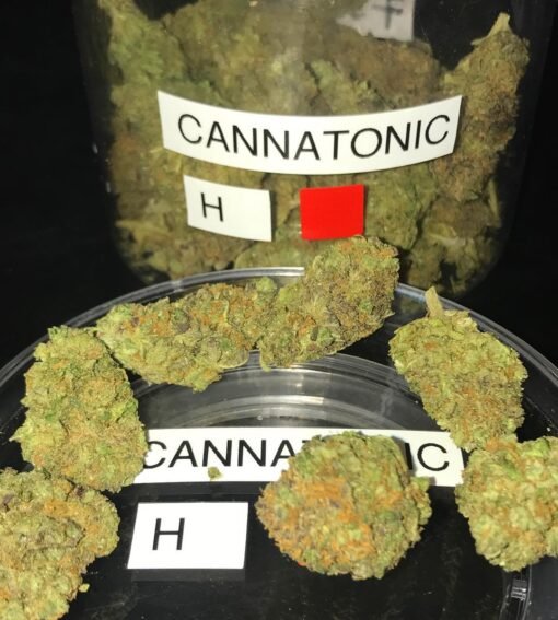 Cannatonic-Strain