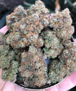 Girls Scout Cookies