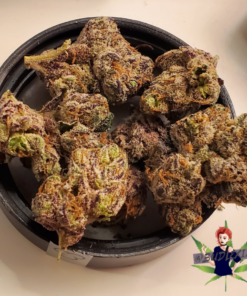 Gelato 33