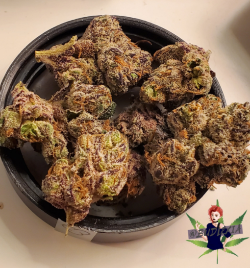 Gelato 33