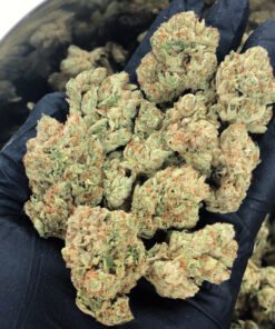 Green Crack