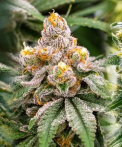 INDICA STRAINS