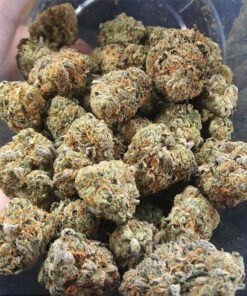 Afghan Haze
