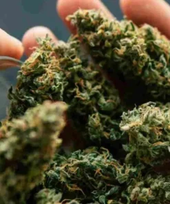 HYBRID STRAINS